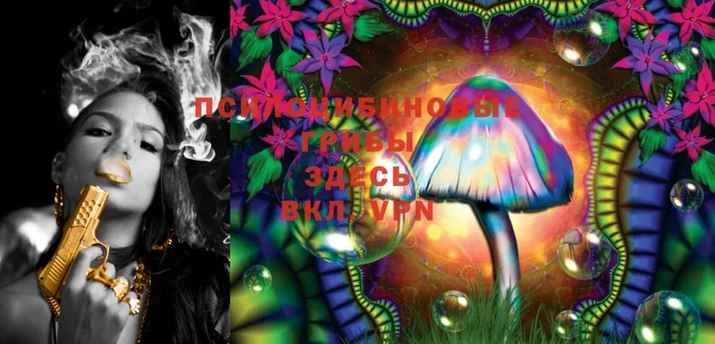 цены   Малая Вишера  Галлюциногенные грибы Cubensis 